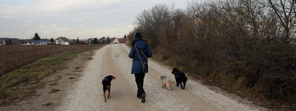 Hundepension Deluxe Banner